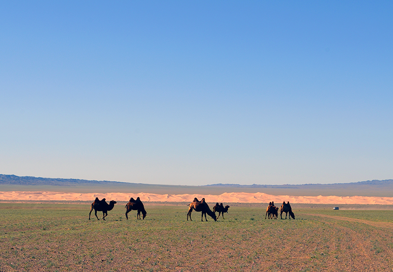 Camels in Mongolian gobi